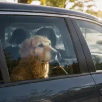 Chien enfermé dans une voiture vu à travers la vitre par forte chaleur